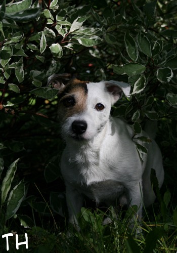 2006 09 17.jpg - Puskista